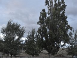 Castellum de Archivel 2014